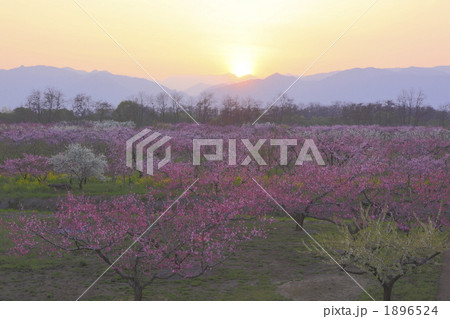夕日とモモの花 1896524