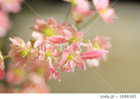 桃小倫大文字草 1896565