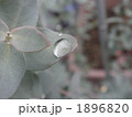 1896820
