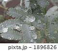 1896826
