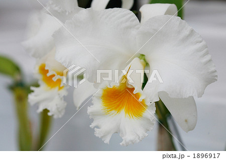 白いカトレア 1896917