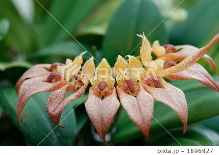 シルホペタラム 1896927