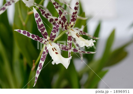 ミルトニア ミルトニア 1896951