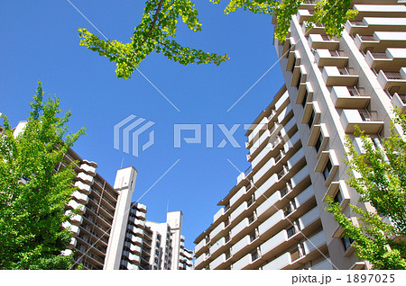 緑越しにマンションを見上げる 1897025