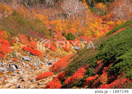 紅葉の乗鞍高原 紅葉の乗鞍高原 1897146