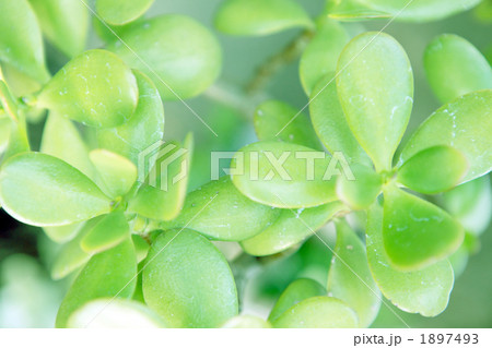 カネノナルキ 1897493