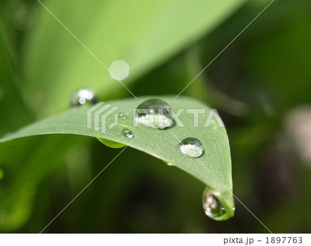 雨上がり 1897763