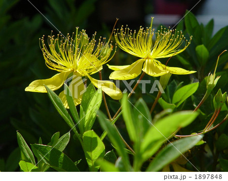 06月　ビヨウヤナギ・オトギリソウ科08 1897848