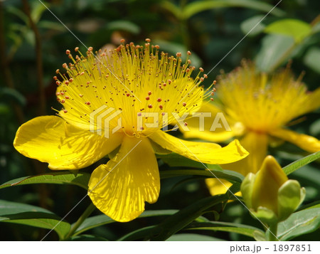 06月 ビヨウヤナギ・オトギリソウ科10 06月 ビヨウヤナギ・オトギリソウ科10 1897851