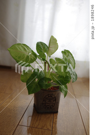 観葉植物 ポトス 観葉植物 ポトス 1898246