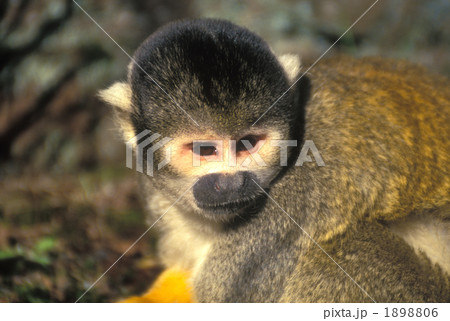 リスザル 1898806