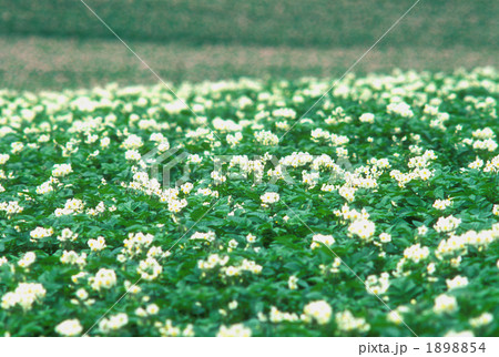 じゃがいもの花畑 1898854