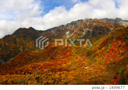 黒部・たんぼ平の紅葉 1899677