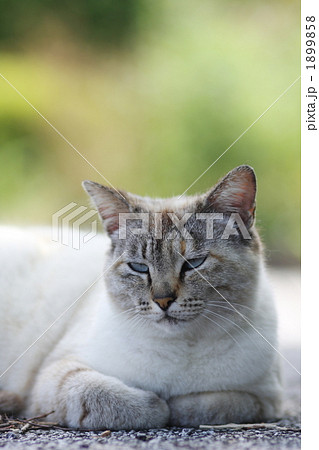 香箱を組む野良猫 1899858