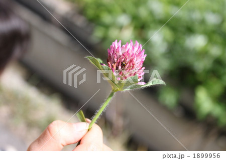 アカツメグサとてんとう虫 アカツメグサとてんとう虫 1899956