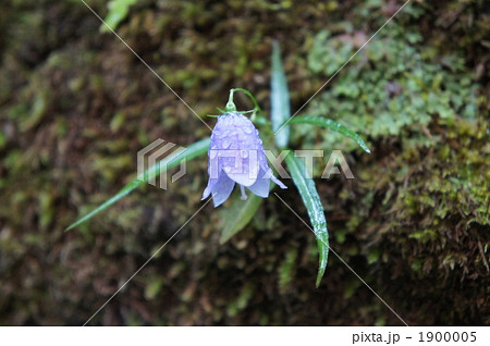 イワシャジン 1900005