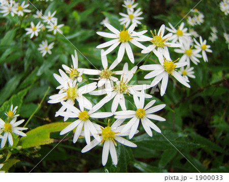 シロヨメナ 1900033