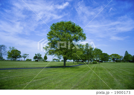 芝生に木のある風景 1900173