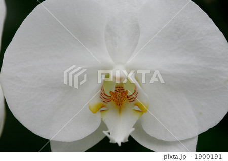 胡蝶蘭白 1900191