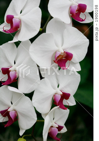 胡蝶蘭白 1900198