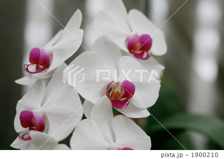 胡蝶蘭白 1900210