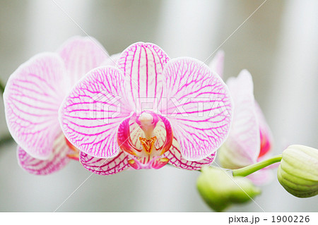 ピンクの模様の蘭 1900226