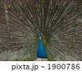 孔雀 1900786
