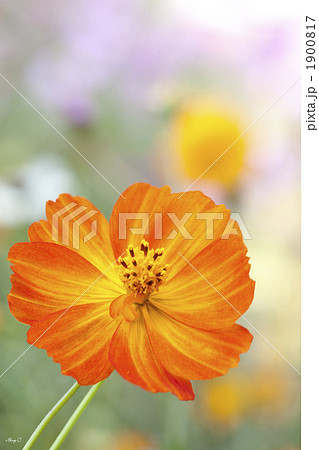 キバナコスモスは錦鶏菊 キバナコスモスは錦鶏菊 1900817