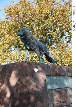 南極観測樺太犬訓練記念碑の写真素材