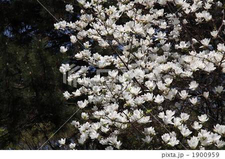 ハクモクレン ハクモクレン 1900959