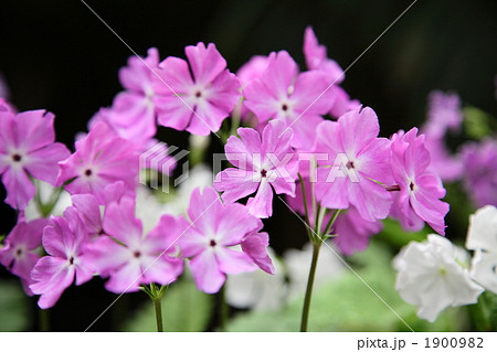 サクラソウ サクラソウ 1900982