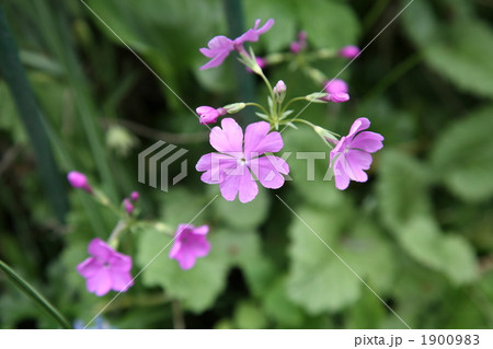 サクラソウ サクラソウ 1900983