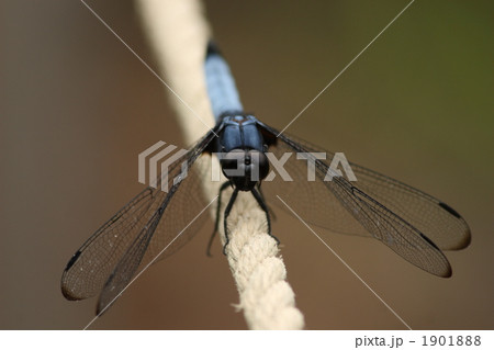 ロープにとまるオオシオカラトンボのオス 1901888