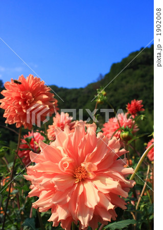 オレンジのダリアと青空 1902008