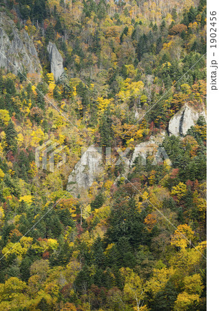 紅葉(豊平峡) 紅葉(豊平峡) 1902456
