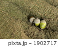 どんぐり 1902717