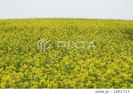 キガラシの丘 1902725