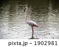 カマルグのフラミンゴ 1902981