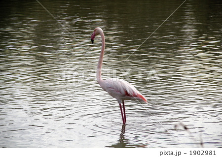 カマルグのフラミンゴ 1902981