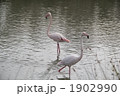カマルグのフラミンゴ 1902990