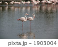 カマルグのフラミンゴ 1903004