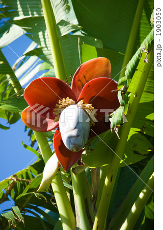 バナナの花 1903050