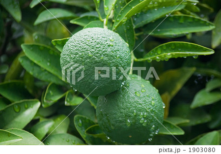 雨に濡れた夏みかん 雨に濡れた夏みかん 1903080