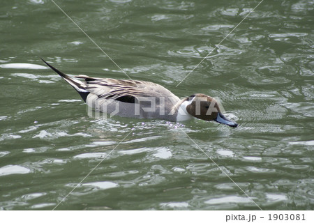尾長鴨の雄 1903081