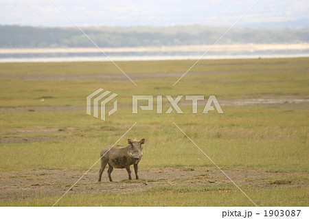 イボイノシシ 1903087