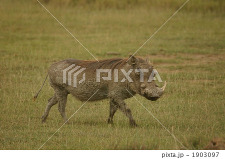 イボイノシシ イボイノシシ 1903097