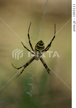 長黄金蜘蛛　背 1903111