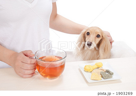 ドッグカフェ 1903269