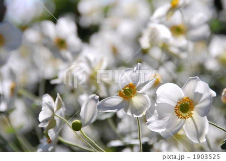 シュウメイギク 1903525