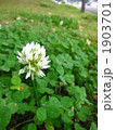 クローバーとシロツメクサ 1903701